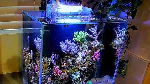 国产野生小型鱼缸视频,生态之美尽收眼底